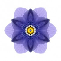 Blue Pansy I (color, white)