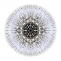 Dandelion Head I (color, white)
