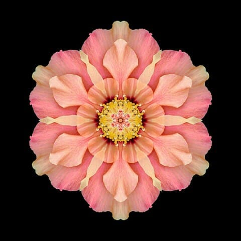 Hibiscus rosa-sinensis I