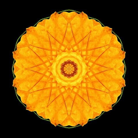 Orange Nasturtium I