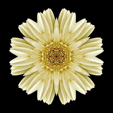 Pale Yellow Gerbera Daisy III