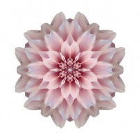 Pink Dahlia I (color, white)