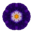 Purple Iris II (color, white)