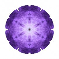 Purple Petunia I (color, white)