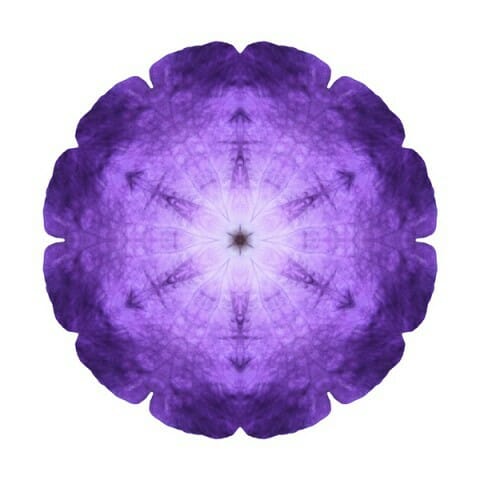 Purple Petunia I