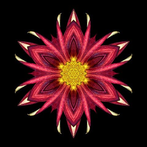 Red Chrysanthemum III
