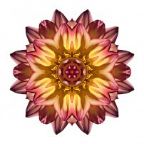 Red and Yellow Dahlia IV (color, white)