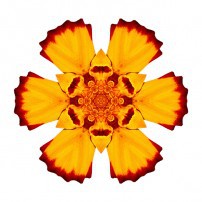 Red and Yellow Marigold II (color, white)