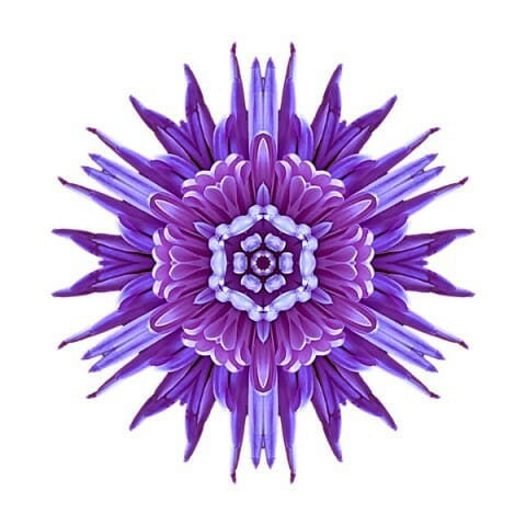 Violet Chrysanthemum IV