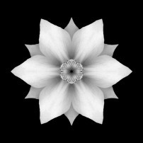 White Daffodil II (b&w, black)