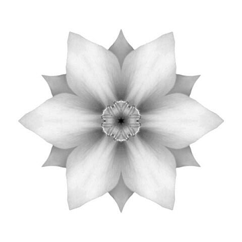 White Daffodil II