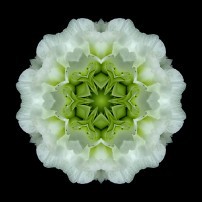 White and Green Begonia I (color, black)