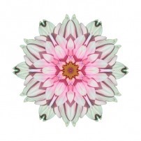 White and Pink Dahlia I (color, white)