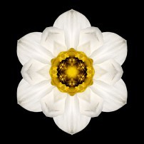 White and Yellow Daffodil I (color, black)