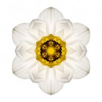 White and Yellow Daffodil I (color, white)
