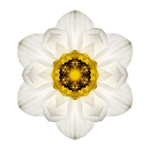 White and Yellow Daffodil I