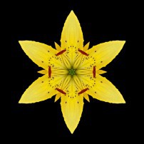 Yellow Lily I (color, black)