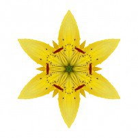 Yellow Lily I (color, white)