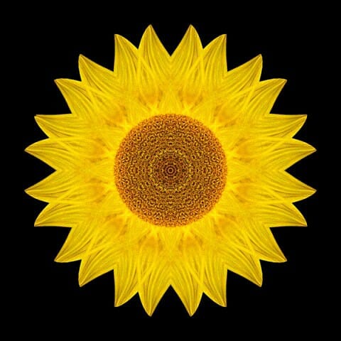 Yellow Sunflower IX