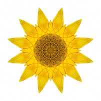 Yellow Sunflower X (color, white)