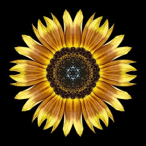 Yellow and Brown Sunflower I