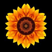 Yellow and Orange Sunflower VI (color, black)