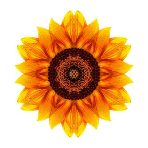 Yellow and Orange Sunflower VI